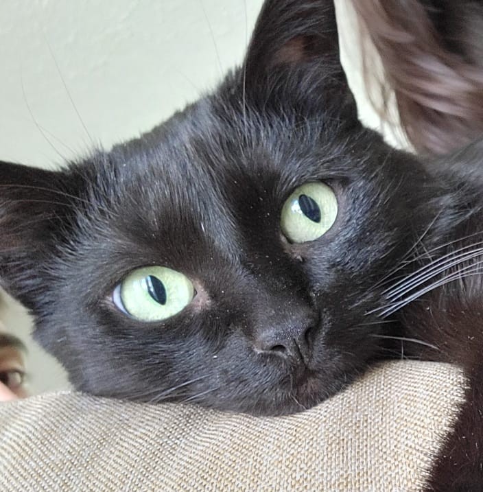 Gato_negro